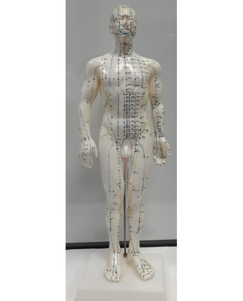 modelo humano acupuntura